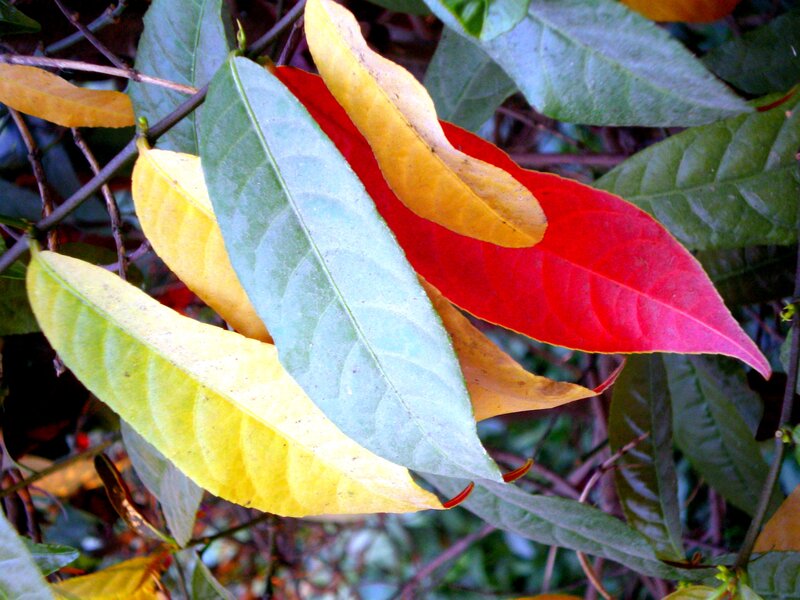 Colorful Autumn Leaves — Red
