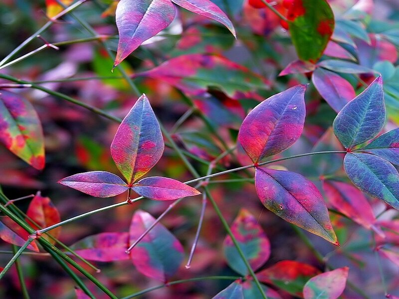 Colorful Autumn Leaves — Red, Vibrant, Photograph