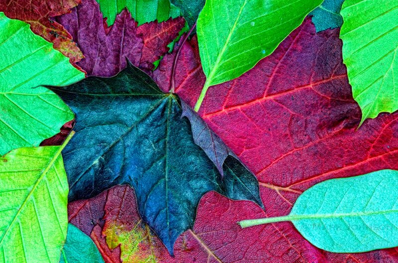 Colorful Autumn Leaves — Red, Vibrant