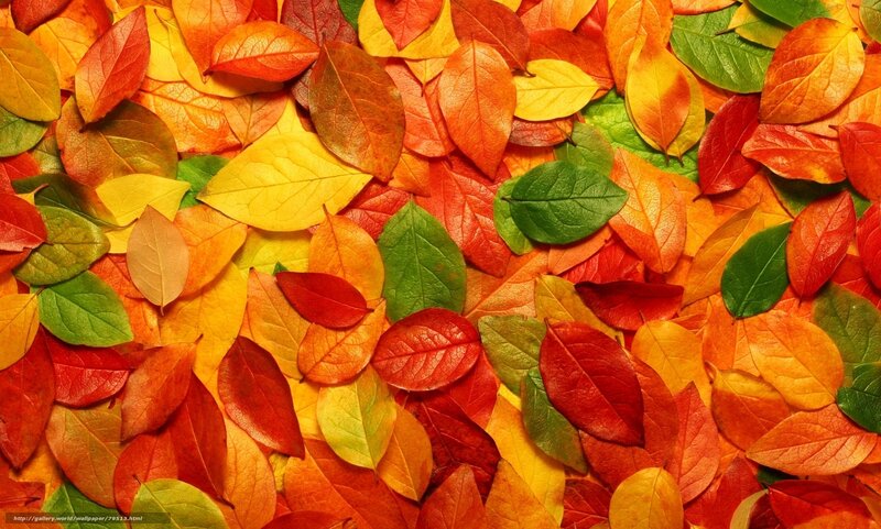 Colorful autumn leaves