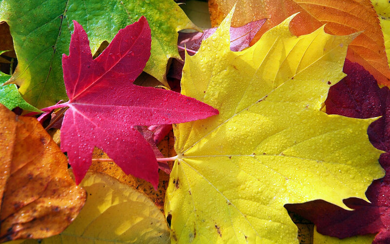 Colorful Autumn Leaves — Yellow