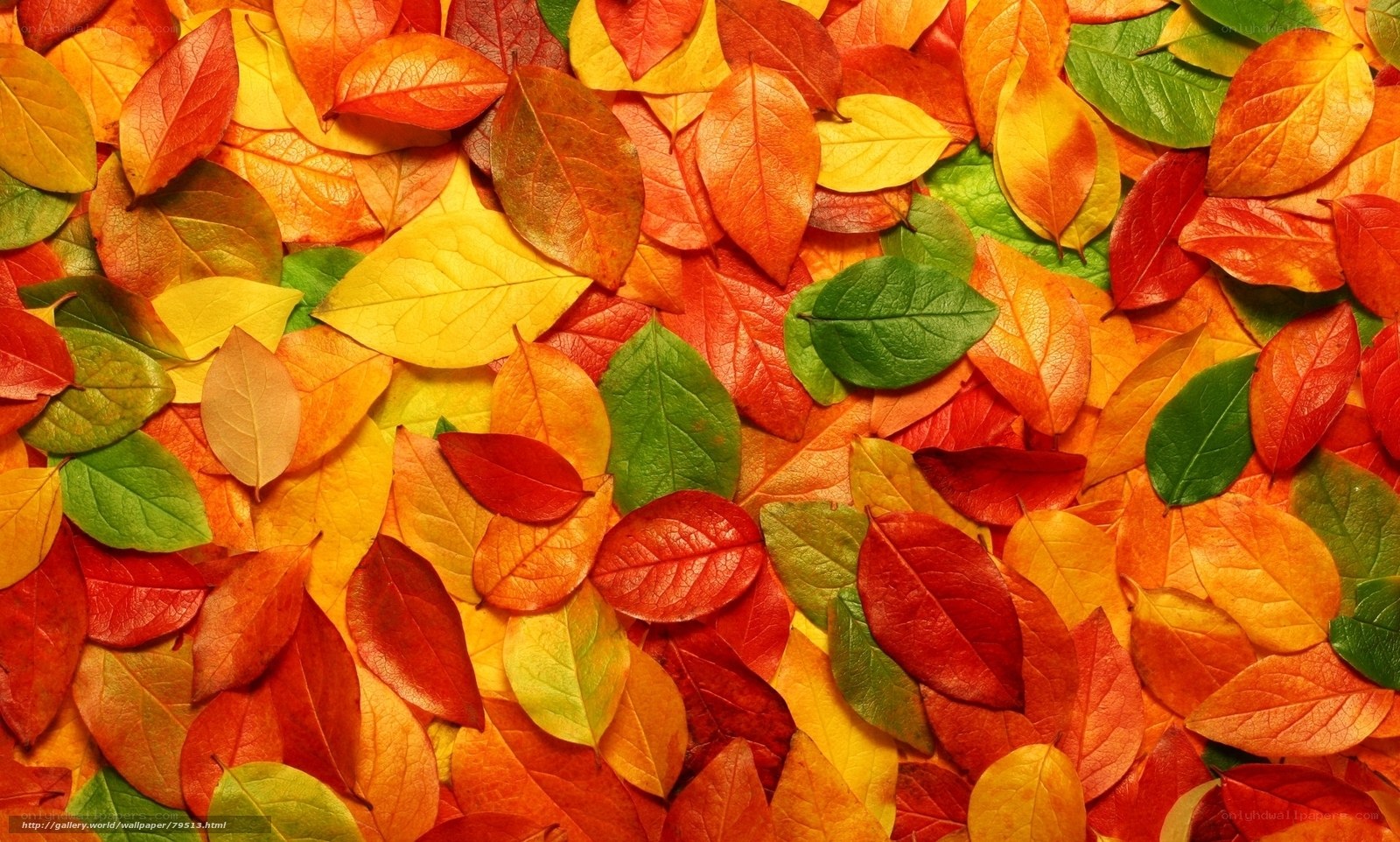 Colorful autumn leaves
