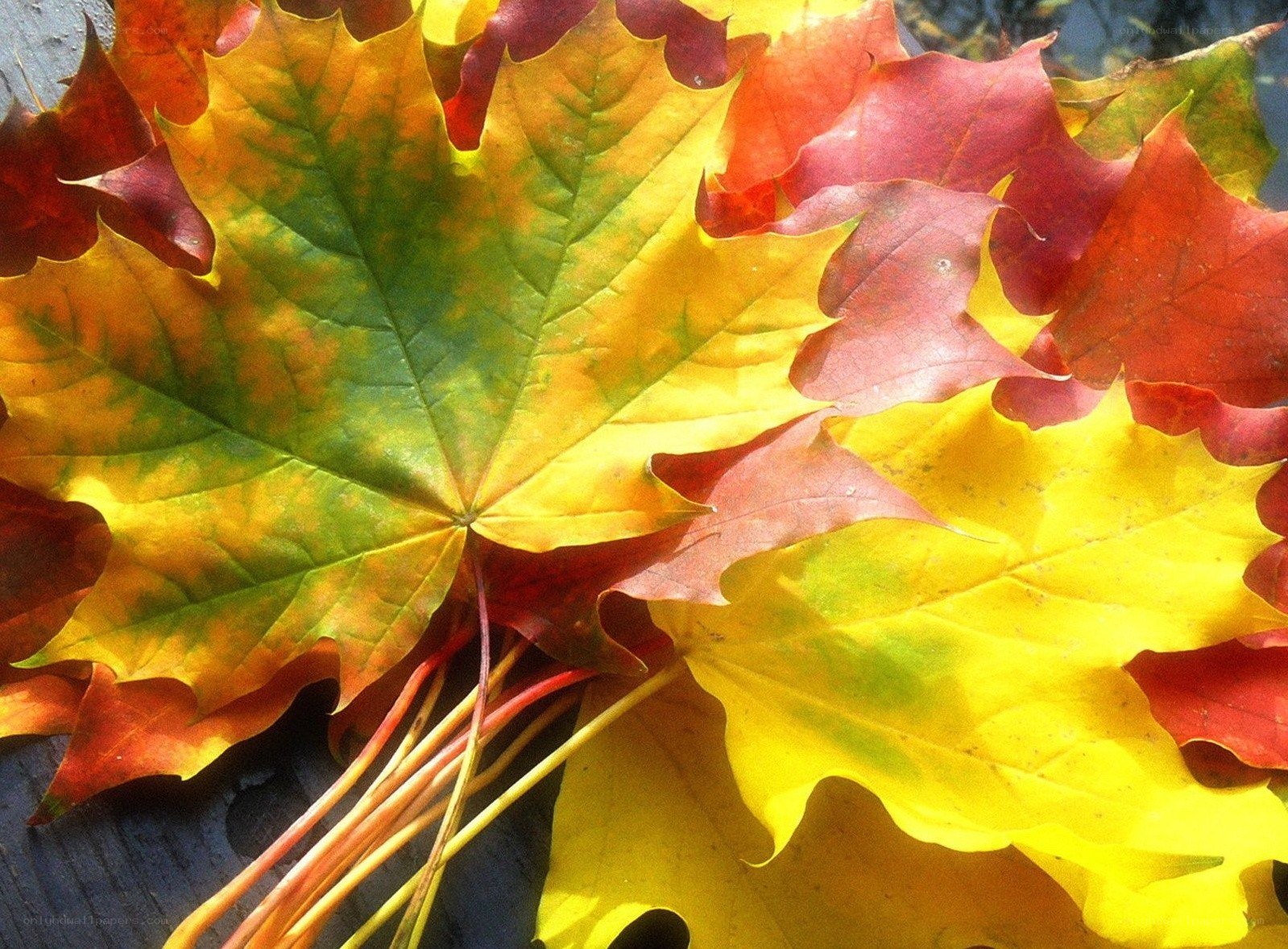 colorful autumn maple leaves
