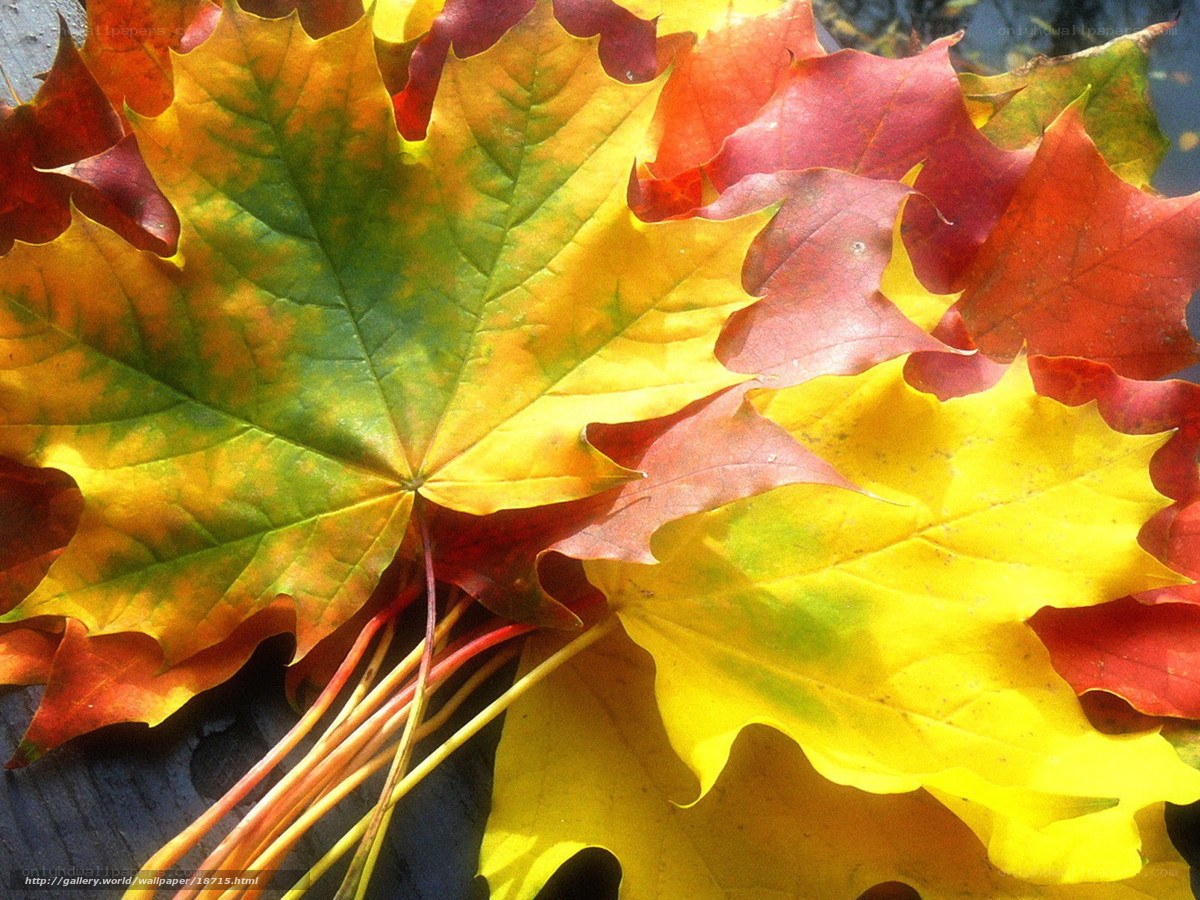 Colorful autumn maple leaves