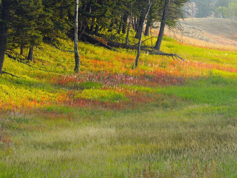Colorful autumn meadow