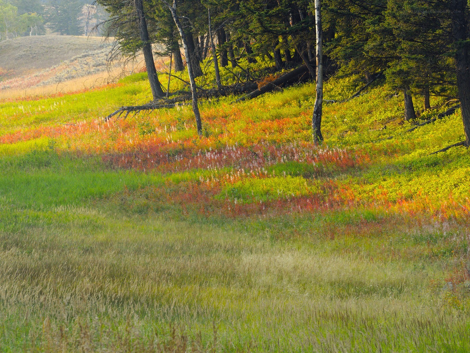 Colorful autumn meadow with trees