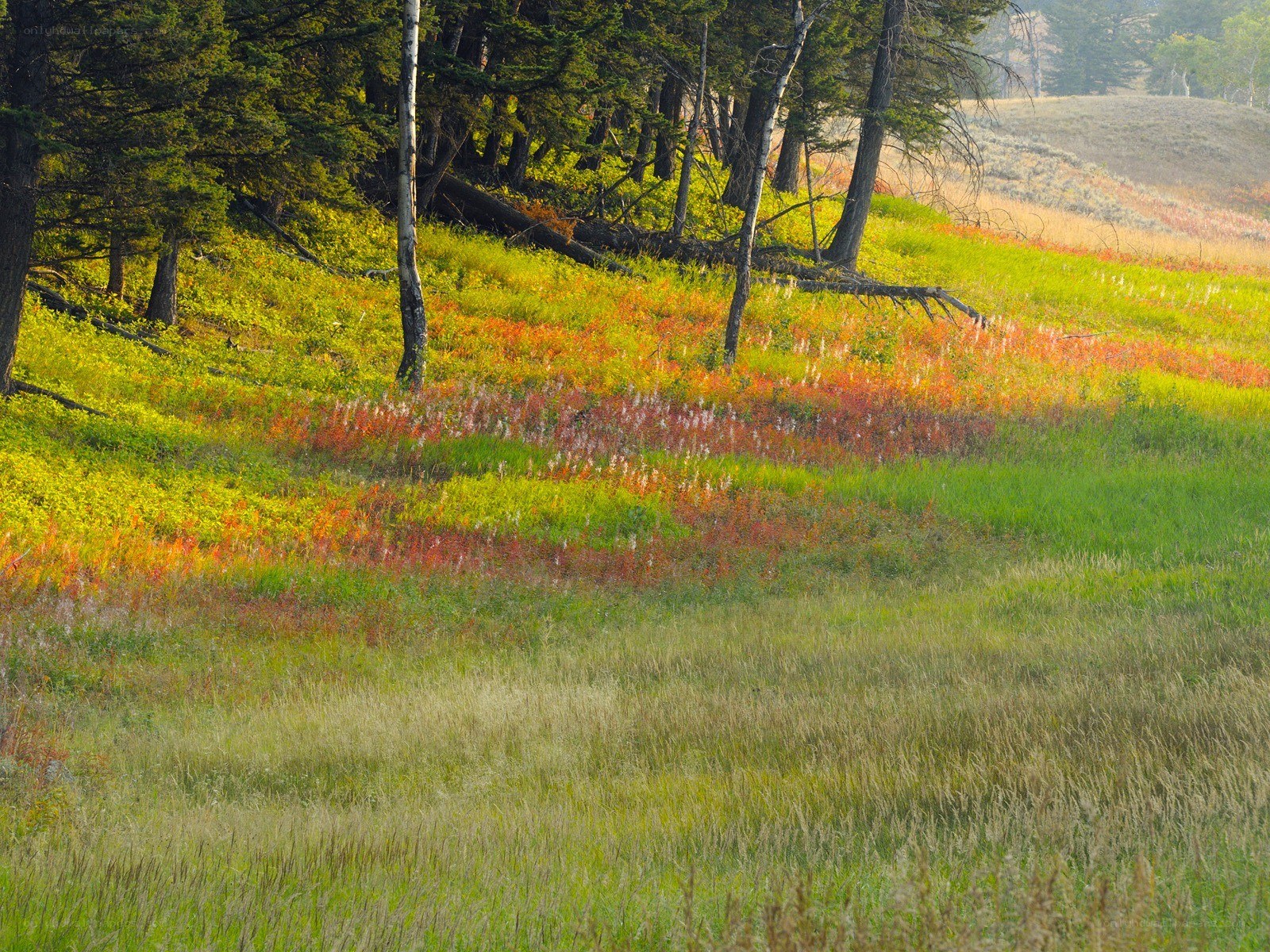 Colorful autumn meadow