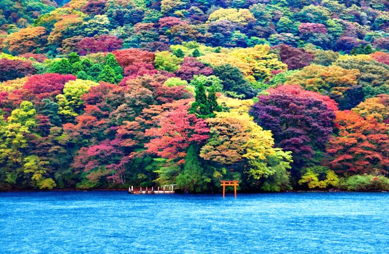 Colorful Autumn Trees — Blue