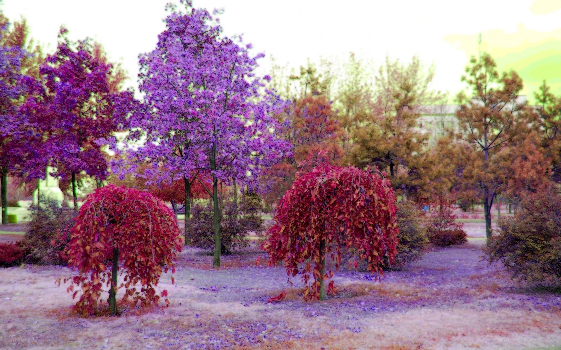 Colorful autumn trees in park