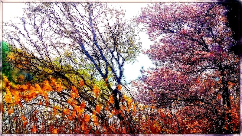 Colorful Autumn Trees — Orange