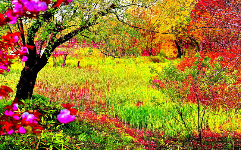 Colorful Autumn Trees