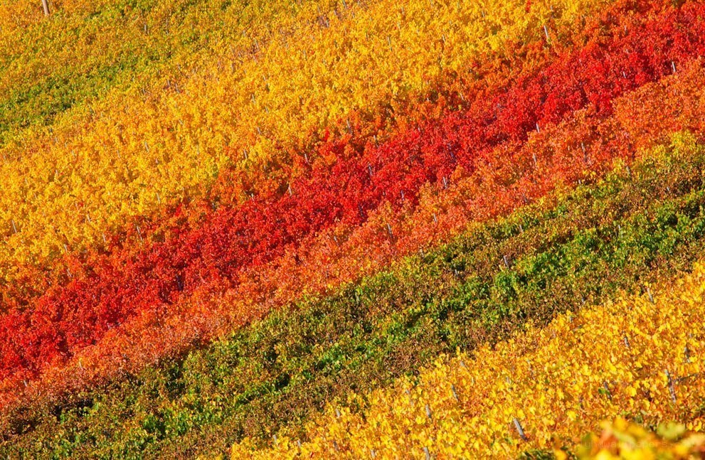 Colorful autumn vineyard