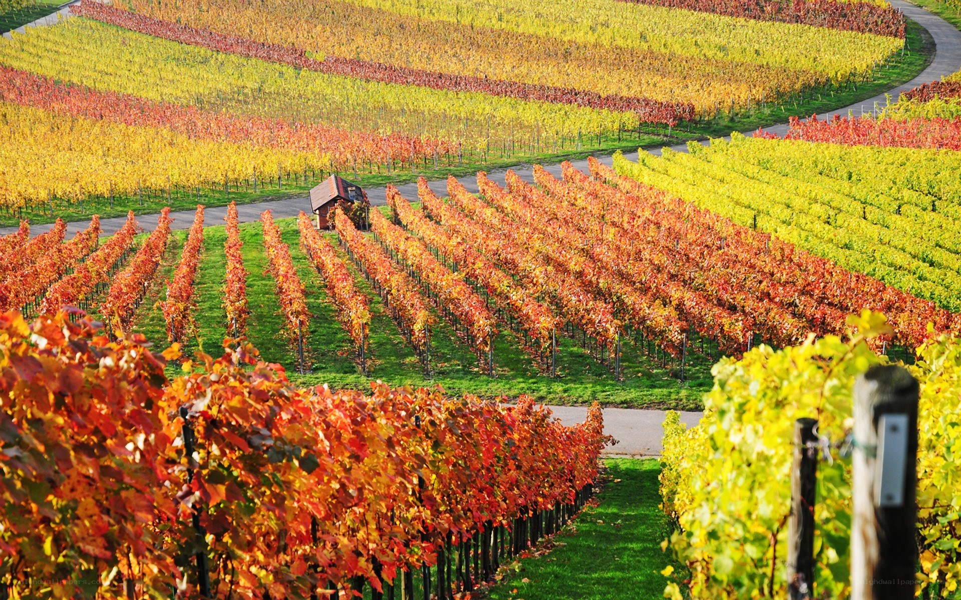 Colorful autumn vineyard