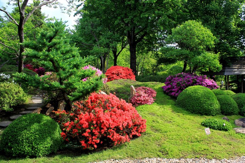 Colorful Azalea Bushes — Green