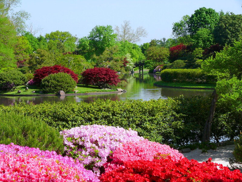 Colorful Azalea Bushes — Pink, Serene, Spring