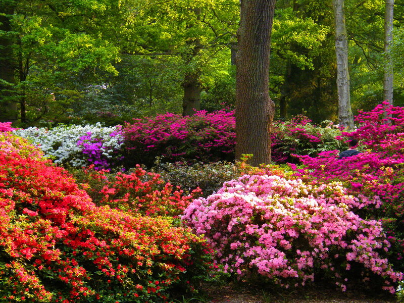 Colorful Azalea Bushes — Pink, Serene