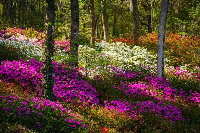 Colorful Azalea Bushes — Purple