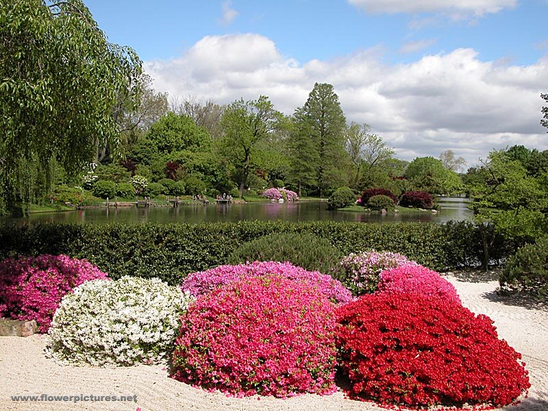Colorful Azalea Bushes