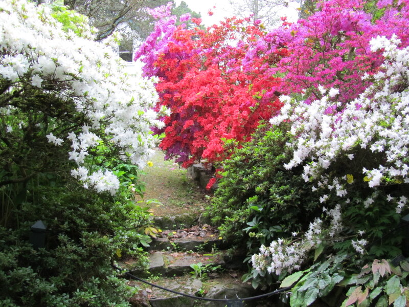 Colorful Azalea Bushes — White