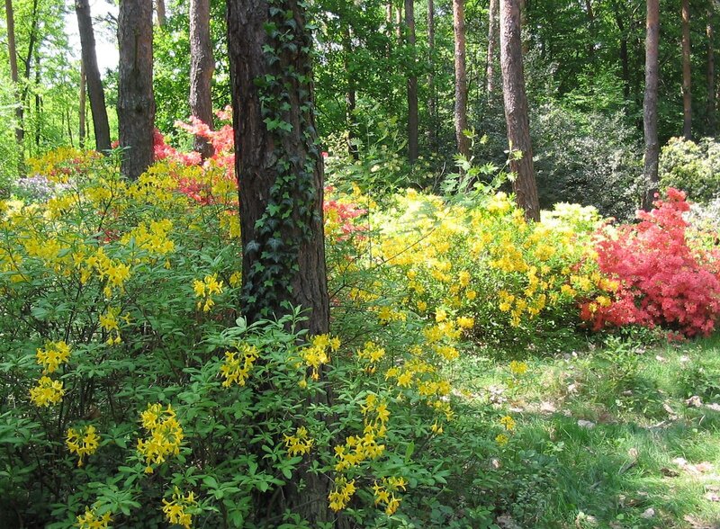 Colorful Azalea Bushes — Yellow