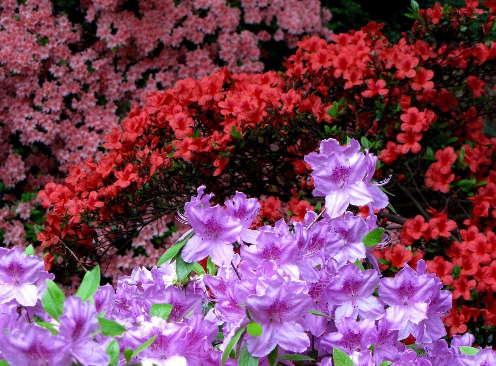 Colorful azalea flower display