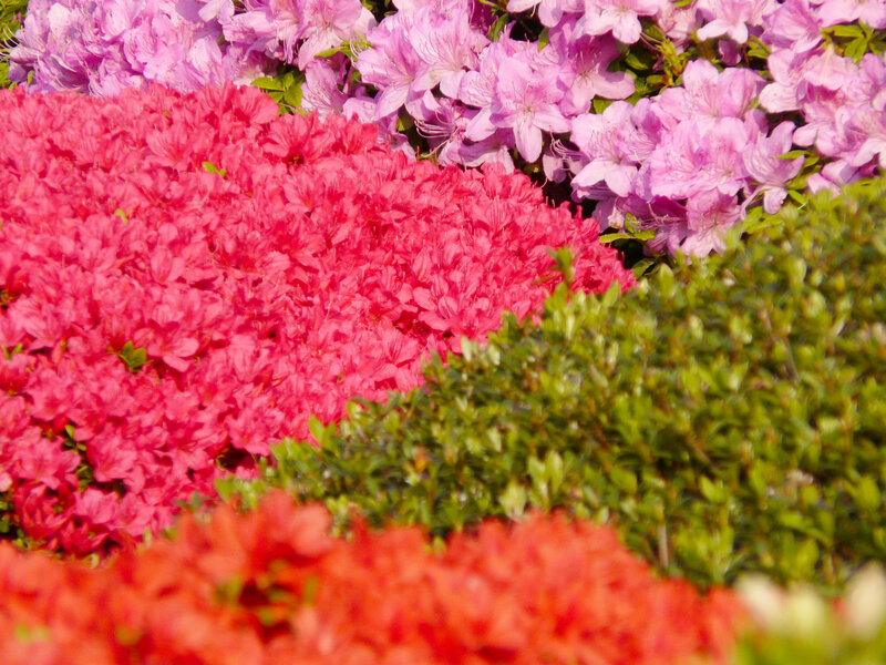 Colorful Azalea Flowers — Pink