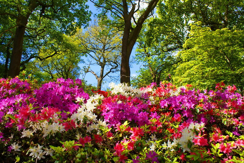 Colorful Azalea Flowers — Purple