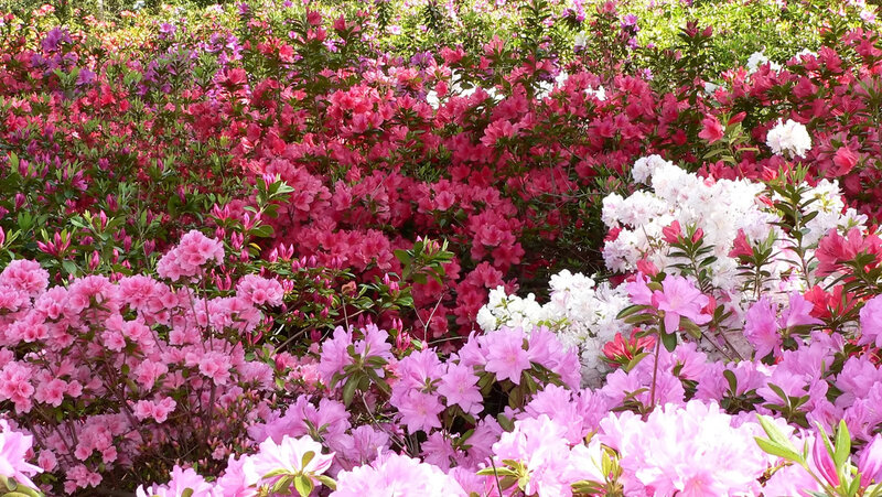 Colorful Azalea Flowers