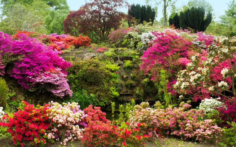 Colorful Azalea Garden — Pink, Serene, Spring