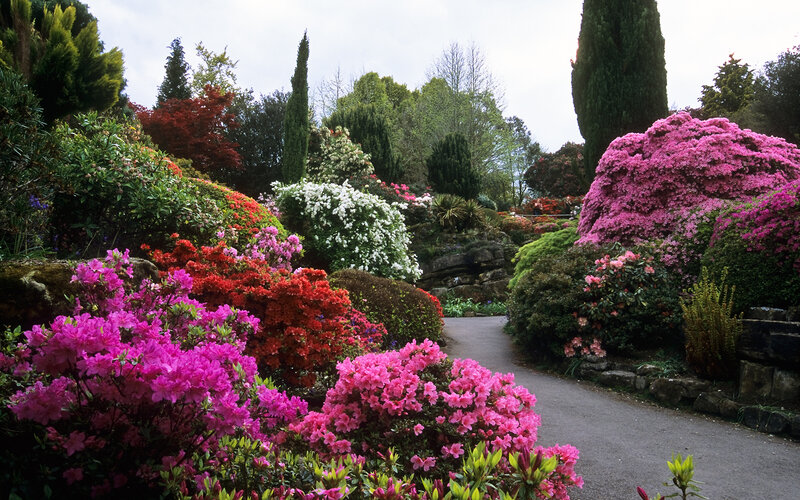 Colorful Azalea Garden — Pink, Serene