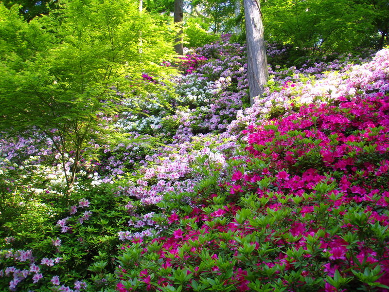 Colorful Azalea Garden — Pink