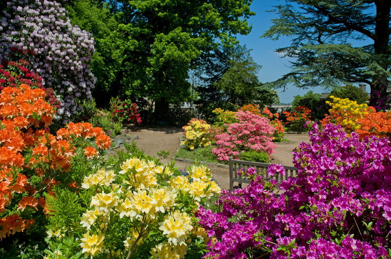 Colorful Azalea Garden — Purple