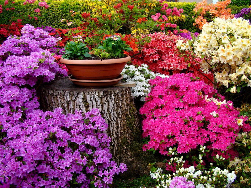 Colorful Azalea Garden — Purple, Vibrant