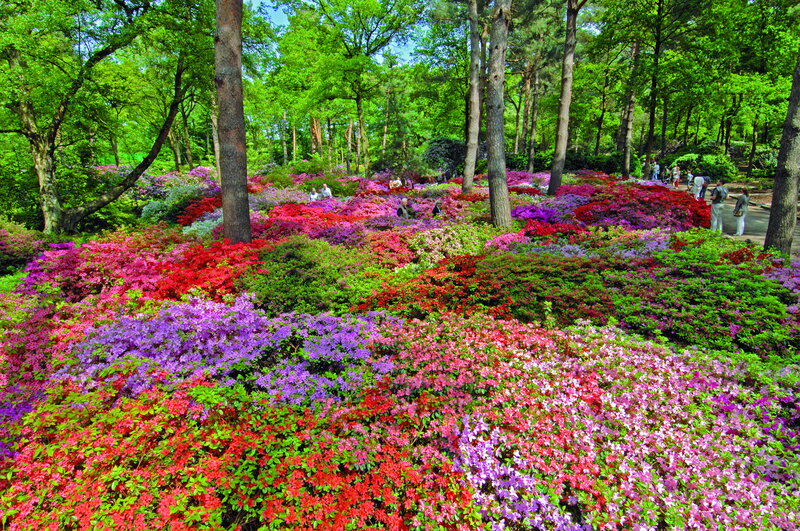 Colorful Azalea Garden — Red