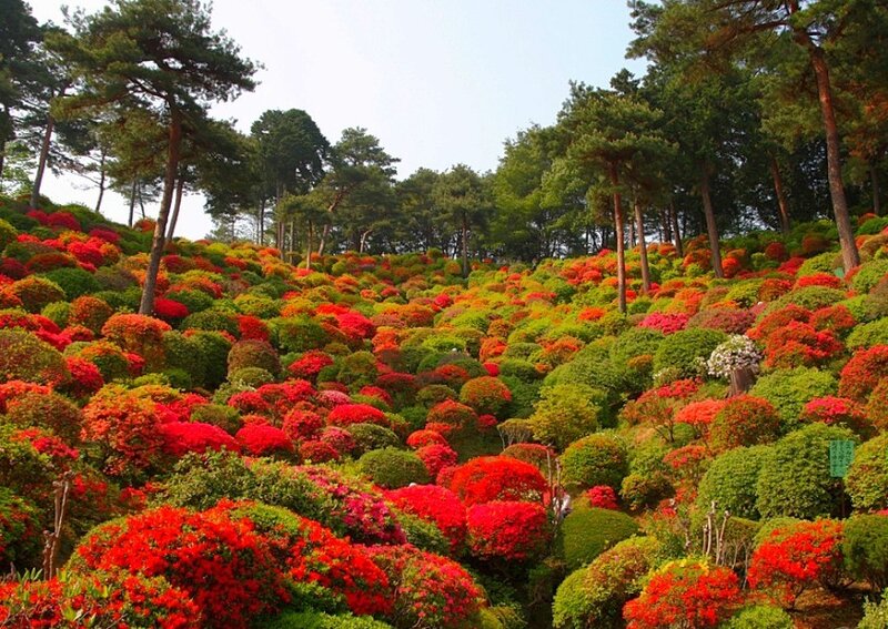 Colorful azalea garden slope