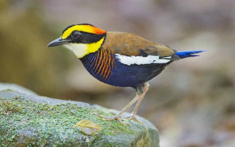 Colorful Babbler Bird — Blue