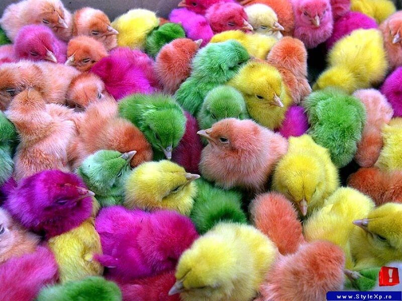 Colorful baby chicks