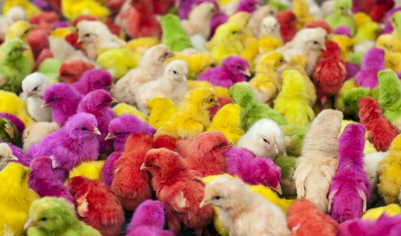 Colorful Baby Chicks — Yellow