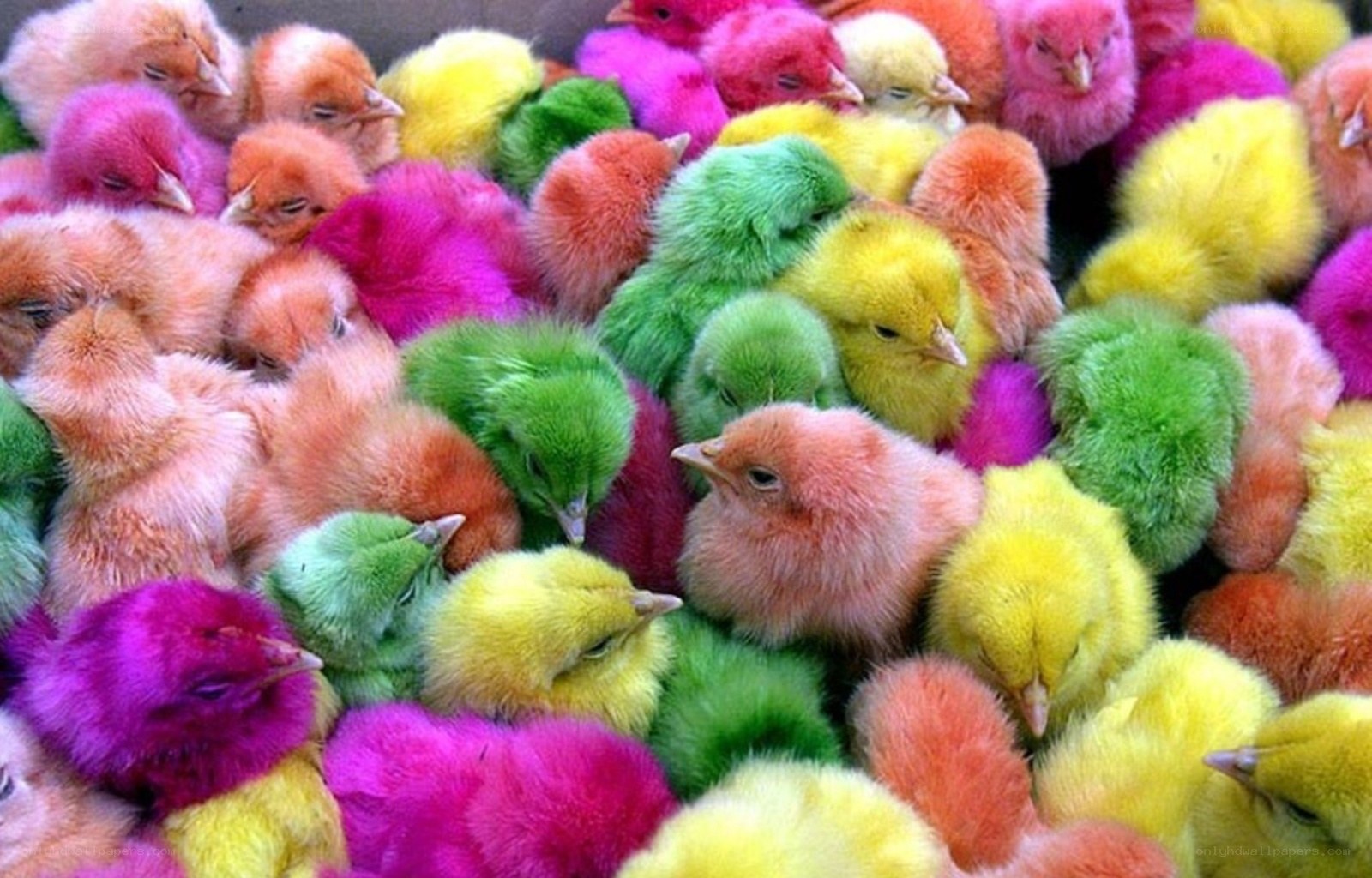 Colorful baby chicks