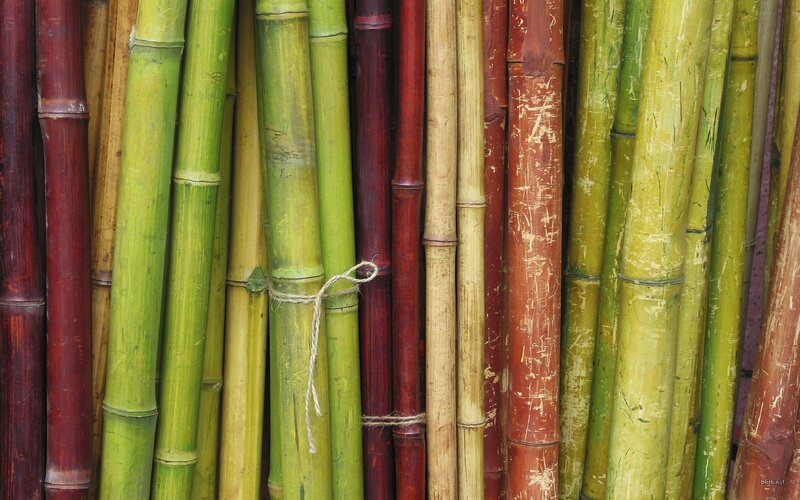 Colorful bamboo stalks bundled together