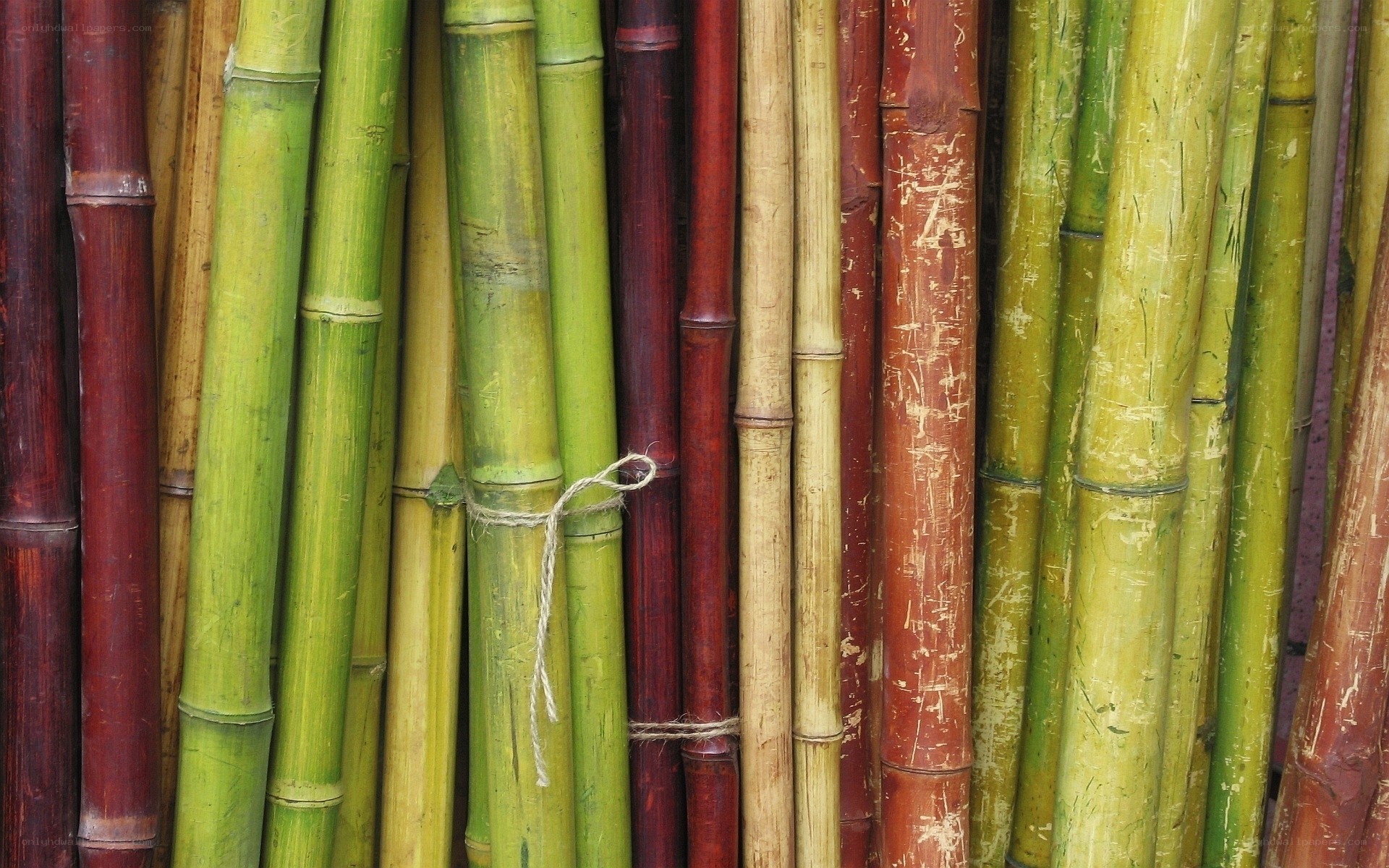 Colorful bamboo stalks