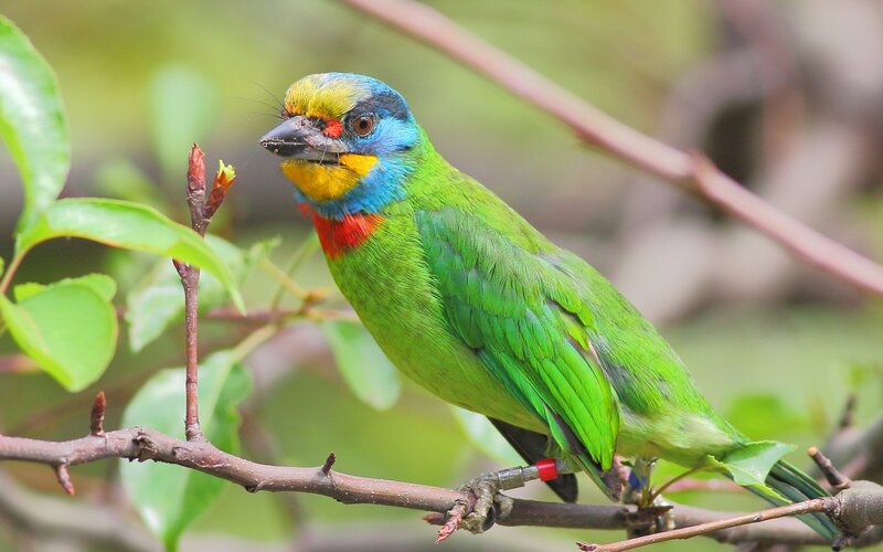Colorful Barbet Bird — Green, Calm