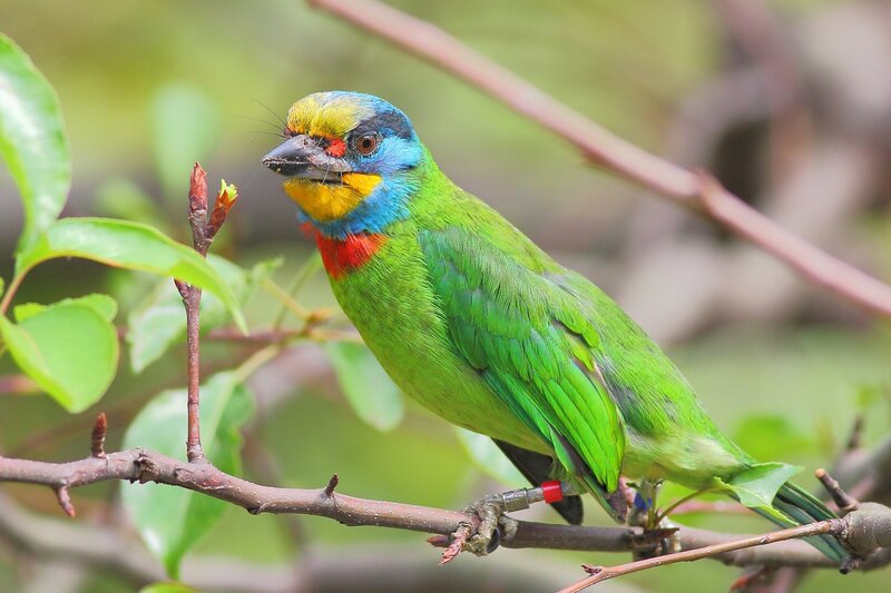 Colorful Barbet Bird — Green, Natural