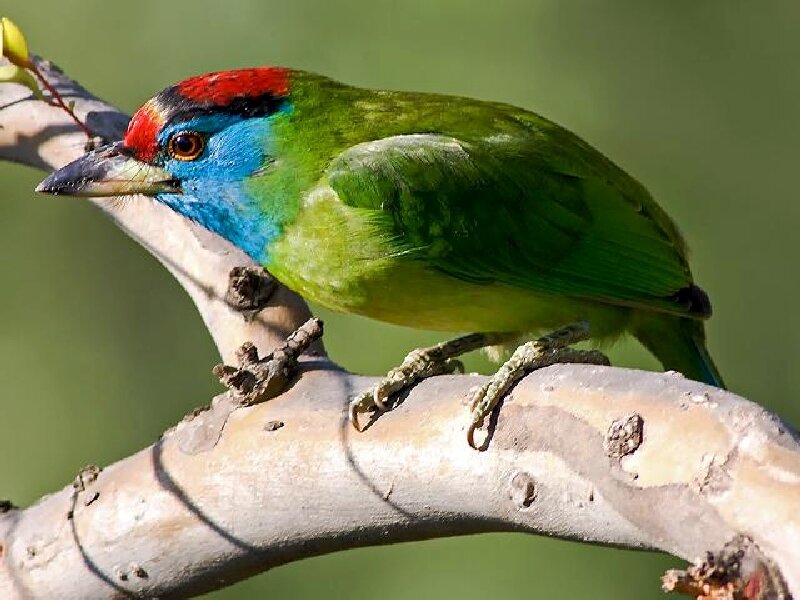 Colorful Barbet Bird — Green