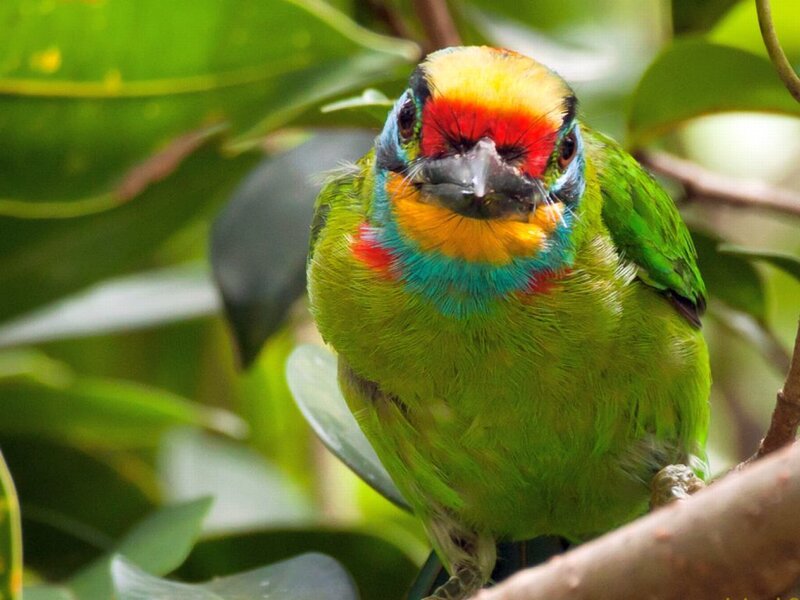 Colorful Barbet Bird