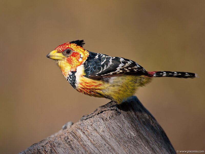 Colorful Barbet Bird — Yellow
