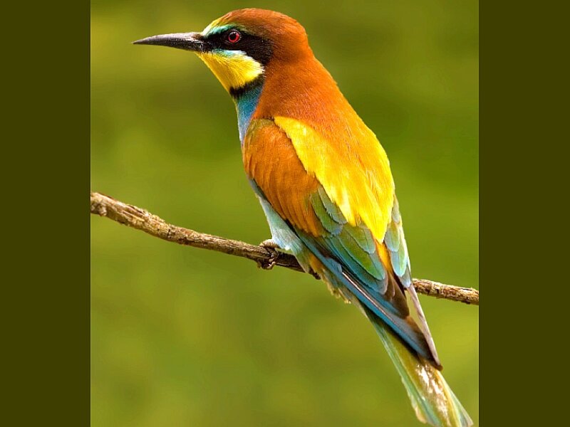 colorful bee-eater bird