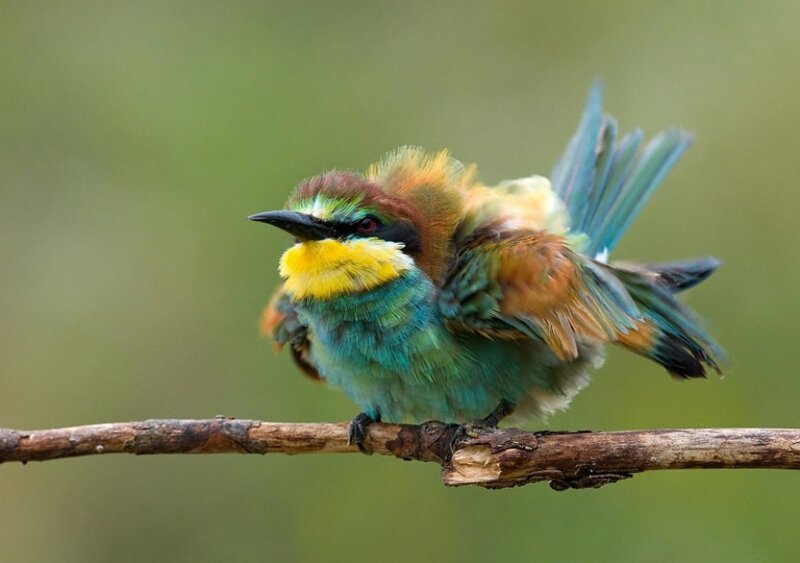 Colorful Bee-eater Bird — Blue