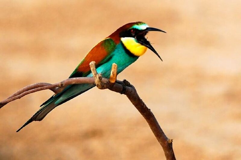 Colorful Bee-eater Bird — Green, Calm, Afternoon