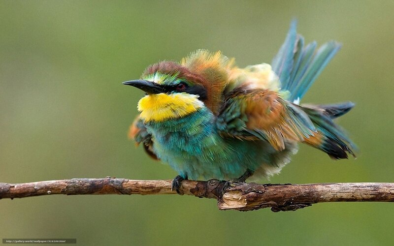 Colorful Bee-eater Bird — Green, Calm, Photograph